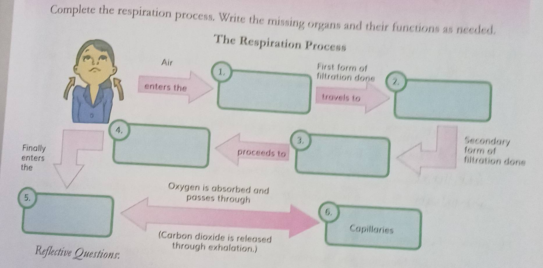 Complete the respiration process. Write the missing organs and their functions as needed. 
The Respiration Process 
Air 
1. 
First form of 
filtration dons 2. 
enters the 
travels to 
4. 
3. Secondary 
Finally 
form of 
enters 
proceeds to filtration done 
the 
Oxygen is absorbed and 
5. passes through 
6. 
Capillaries 
(Carbon dioxide is released 
through exhalation.) 
Reflective Questions.