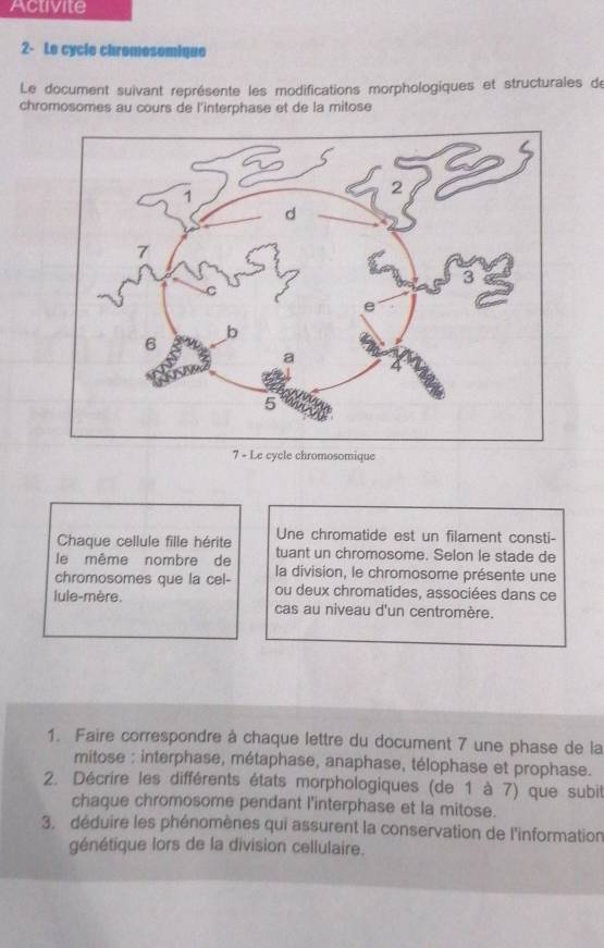 Activite 
2- Le cycle chromosomique 
Le document suivant représente les modifications morphologiques et structurales de 
chromosomes au cours de l'interphase et de la mitose 
7 - Le cycle chromosomique 
Une chromatide est un filament consti- 
Chaque cellule fille hérite tuant un chromosome. Selon le stade de 
le même nombre de la division, le chromosome présente une 
chromosomes que la cel- ou deux chromatides, associées dans ce 
lule-mère. cas au niveau d'un centromère. 
1. Faire correspondre à chaque lettre du document 7 une phase de la 
mitose : interphase, métaphase, anaphase, télophase et prophase. 
2. Décrire les différents états morphologiques (de 1 à 7) que subit 
chaque chromosome pendant l'interphase et la mitose. 
3. déduire les phénomènes qui assurent la conservation de l'information 
génétique lors de la division cellulaire.