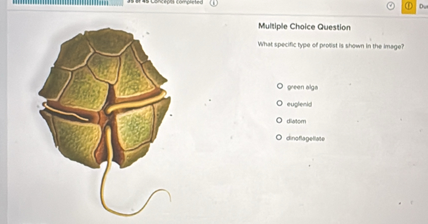 35 8f 45 Concepts completed Du
Multiple Choice Question
What specific type of protist is shown in the image?
green alga
euglenid
diatom
dinoflagellate