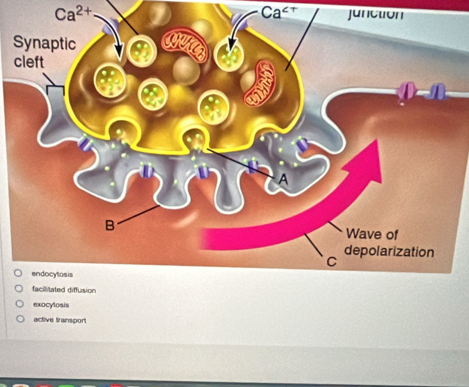 Ca^(2+)
C° junct
exocylosis
active transport