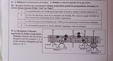 II - 1. Définisses la fermentation alcoolique. 2- Donnez la réaction globale de la glycolyse.
III - Recepéez la lettre qui correspond à chaque proposition parmi les propositions suivantes, et
écrivez
représente la chaîne respirato TV. Le document ci-dessous
dsignées par les auméros 1,  Nommez chaœune des structu
lettres A, B, C. et des réactions désignées par