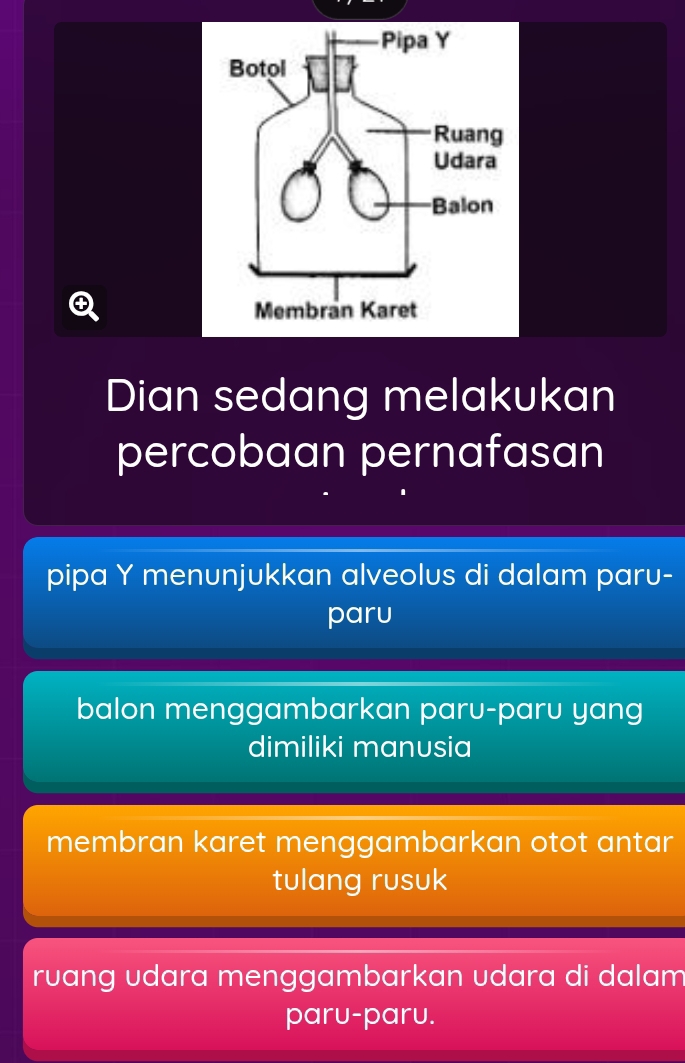 Dian sedang melakukan 
percobaan pernafasan 
pipa Y menunjukkan alveolus di dalam paru- 
paru 
balon menggambarkan paru-paru yang 
dimiliki manusia 
membran karet menggambarkan otot antar 
tulang rusuk 
ruang udara menggambarkan udara di dalam 
paru-paru.