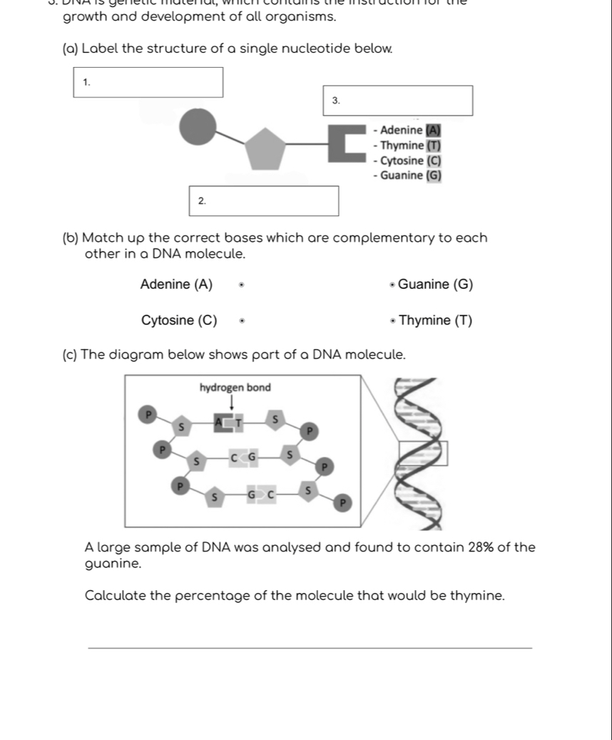 o: DNAis genetic matenal, which contains the instract
growth and development of all organisms.
(a) Label the structure of a single nucleotide below
1.
3.
- Adenine (A)
- Thymine (T)
- Cytosine (C)
- Guanine (G)
2.
(b) Match up the correct bases which are complementary to each
other in a DNA molecule.
Adenine (A) Guanine (G)
Cytosine (C) • Thymine (T)
(c) The diagram below shows part of a DNA molecule.
A large sample of DNA was analysed and found to contain 28% of the
guanine.
Calculate the percentage of the molecule that would be thymine.
_