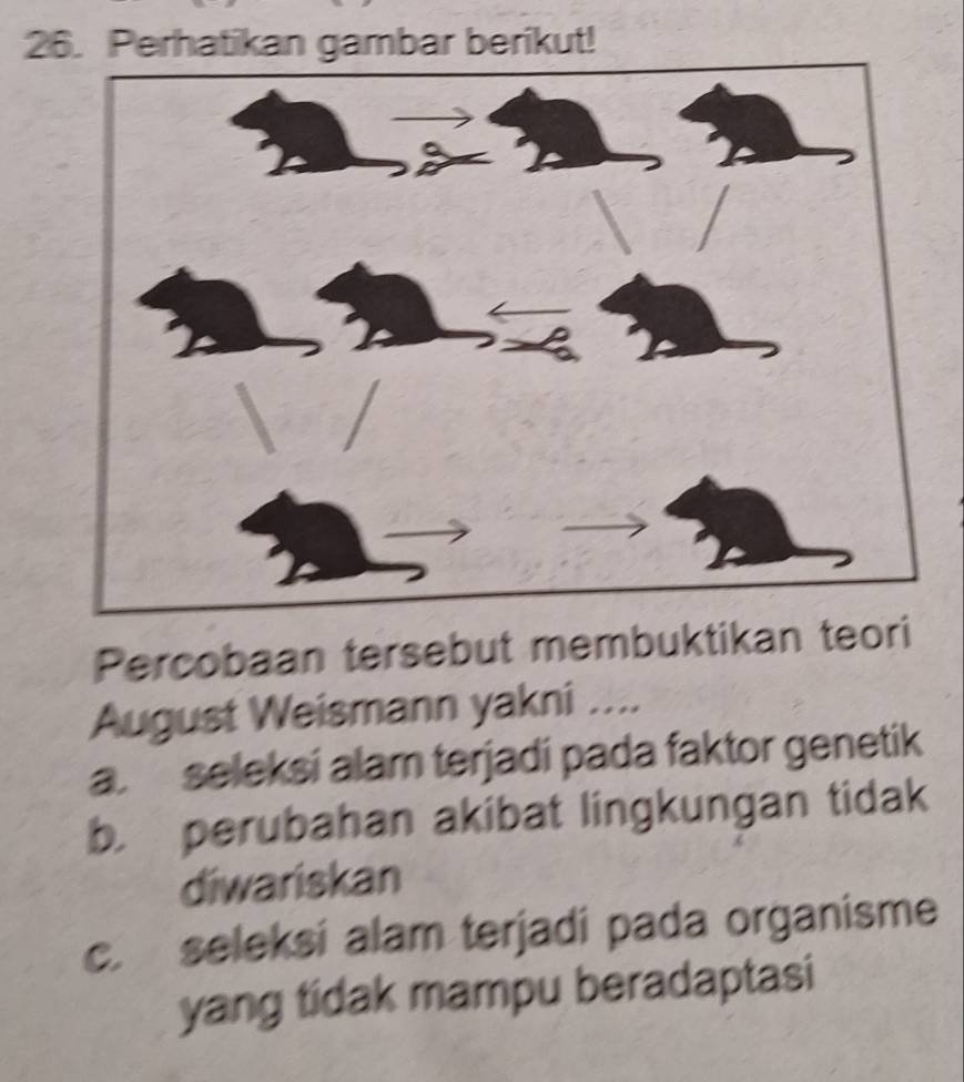 Perhatikan gambar berikut!
Percobaan tersebut membuktikan teori
August Weismann yakni ....
a. seleksi alam terjadi pada faktor genetik
b. perubahan akibat lingkungan tidak
diwariskan
c. seleksi alam terjadi pada organisme
yang tidak mampu beradaptasi