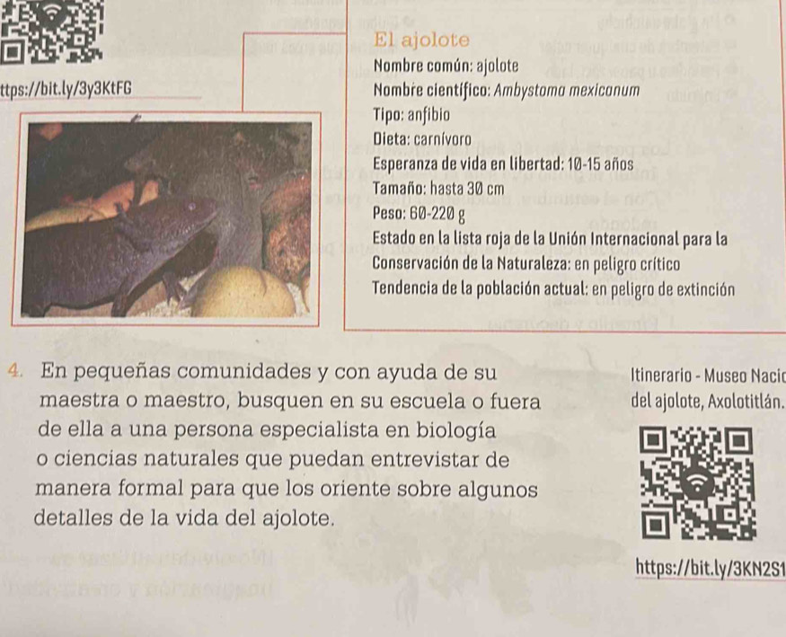 El ajolote 
Nombre común: ajolote 
ttps://bit.ly/3y3KtFG Nombre científico: Ambystoma mexicanum 
Tipo: anfibio 
Dieta: carnívoro 
Esperanza de vida en libertad: 10-15 años 
Tamaño: hasta 30 cm
Peso: 60-220 g
Estado en la lista roja de la Unión Internacional para la 
Conservación de la Naturaleza: en peligro crítico 
Tendencia de la población actual: en peligro de extinción 
4. En pequeñas comunidades y con ayuda de su Itinerario - Museo Naci 
maestra o maestro, busquen en su escuela o fuera del ajolote, Axolotitlán. 
de ella a una persona especialista en biología 
o ciencias naturales que puedan entrevistar de 
manera formal para que los oriente sobre algunos 
detalles de la vida del ajolote. 
https://bit.ly/3KN2S1