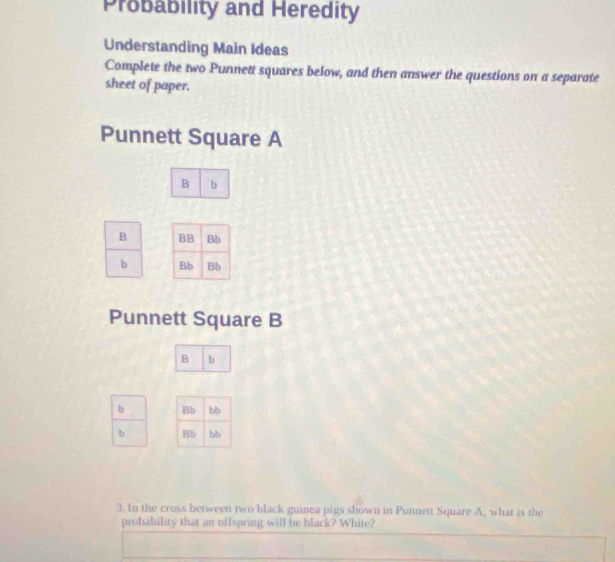 Probability and Heredity 
Understanding Main Ideas 
Complete the two Punnett squares below, and then answer the questions on a separate 
sheet of paper. 
Punnett Square A 
B b 
B 
b 
Punnett Square B 
B b 
b 
b 
3. In the cross between two black guinea pigs shown in Punnett Square A, what is the 
probability that an offspring will be black? White?