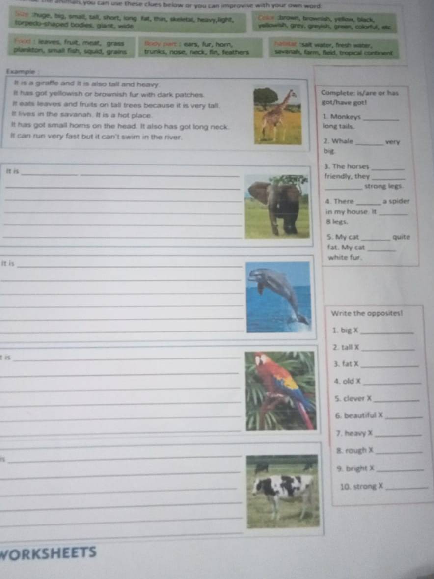 ahimals,you can use these clues below or you can improvise with your own word: 
shuge, big, small, tall, short, long fat, thin, skeletal, heavy,light, olor cbrown, brownish, yellow, black, 
torpeco-shaped bodies, giant, wide yellowish, grey, greyish, green, colorful, etc 
Food I leaves, fruit, meat, grass Body part : ears, fur, hom, Hblrtat tsalt water, fresh water. 
plankton, small fish, squid, grains trunks, nose, neck, fin, feathers savanah, farm, field, tropical continent 
Example : 
It is a giraffe and it is also tall and heavy. 
It has got yellowish or brownish fur with dark patches.Complete: is/are or has 
It eats leaves and fruits on tall trees because it is very tall.got/have got! 
It lives in the savanah. It is a hot place. 1. Monkeys_ 
It has got smail hors on the head. It also has got long neck.long tails. 
It can run very fast but it can't swim in the river.2. Whale _very 
big. 
3. The horses 
_ 
It is __friendly, they_ 
_ 
_strong legs 
_ 
4. There _a spider 
_ 
in my house. It_ 
_
8 legs. 
_ 
S. My cat _quite 
_ 
fat. My cat_ 
_ 
white fur. 
it is_ 
_ 
_ 
_ 
_ 
Write the opposites! 
_ 
1. big X_ 
_ 
_ 
2. tall X_ 
t is_ 
_ 
3. fat X_ 
_ 
4. old X_ 
_ 
5. clever X_ 
_ 
6. beautiful X_ 
_ 
7. heavy X_ 
_ 
_ 
8. rough X_ 
_ 
9. bright X_ 
_ 
10. strong X_ 
_ 
_ 
_ 
WORKSHEETS