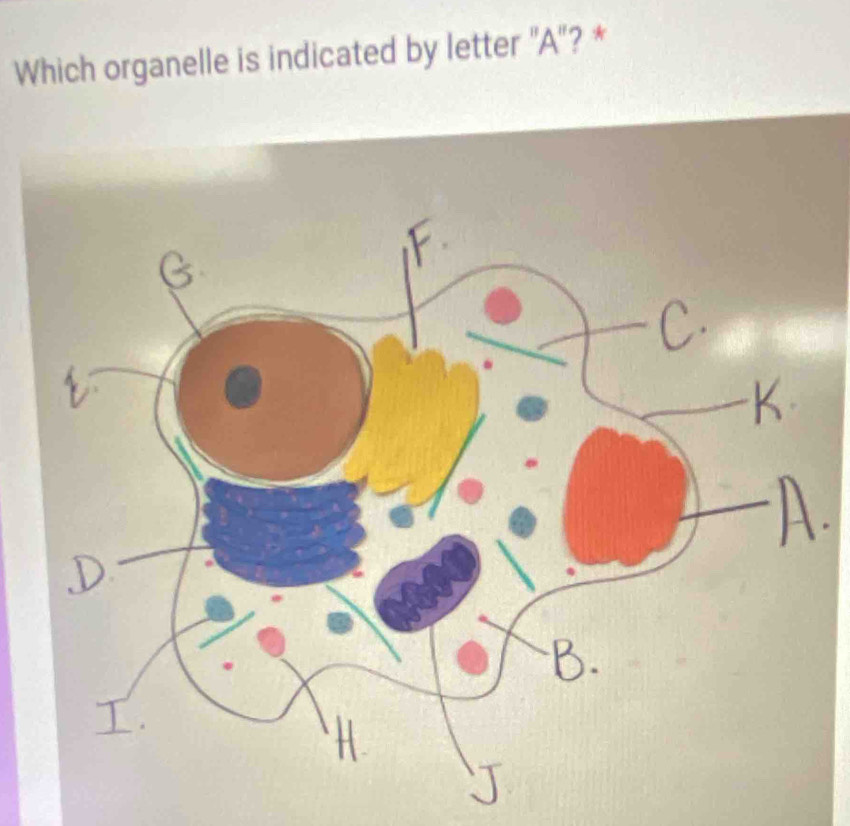 Which organelle is indicated by letter '' A ''? *