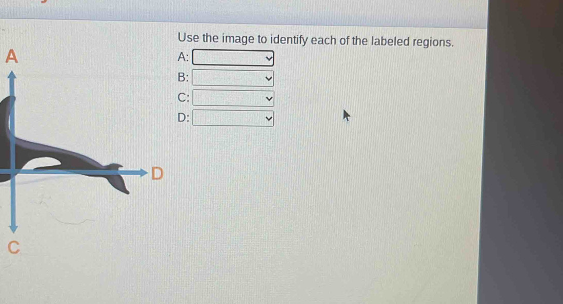 Use the image to identify each of the labeled regions.
A
: □
: □
C: □ vee 
: □