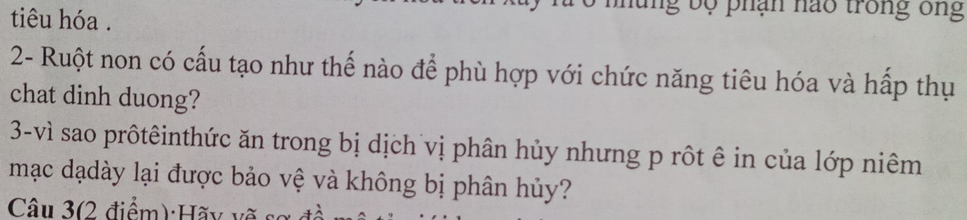 ung bộ phận nao trong ông 
tiêu hóa . 
2- Ruột non có cấu tạo như thế nào để phù hợp với chức năng tiêu hóa và hấp thụ 
chat dinh duong? 
3-vì sao prôtêinthức ăn trong bị dịch vị phân hủy nhưng p rột ê in của lớp niêm 
mạc dạdày lại được bảo vệ và không bị phân hủy? 
Câu 3(2 điểm):Hãy vẽ sơ