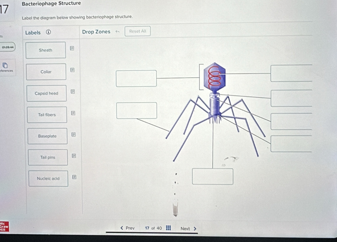 Bacteriophage Structure
Label the diagram below showing bacteriophage structure.
Labels Drop Zones Reset All
5
01.09.44
Sheath
ferences Collar
Capsid head
Tail fibers
Baseplate
Tail pins
Nucleic acid
< Prev 17 of 40 Next