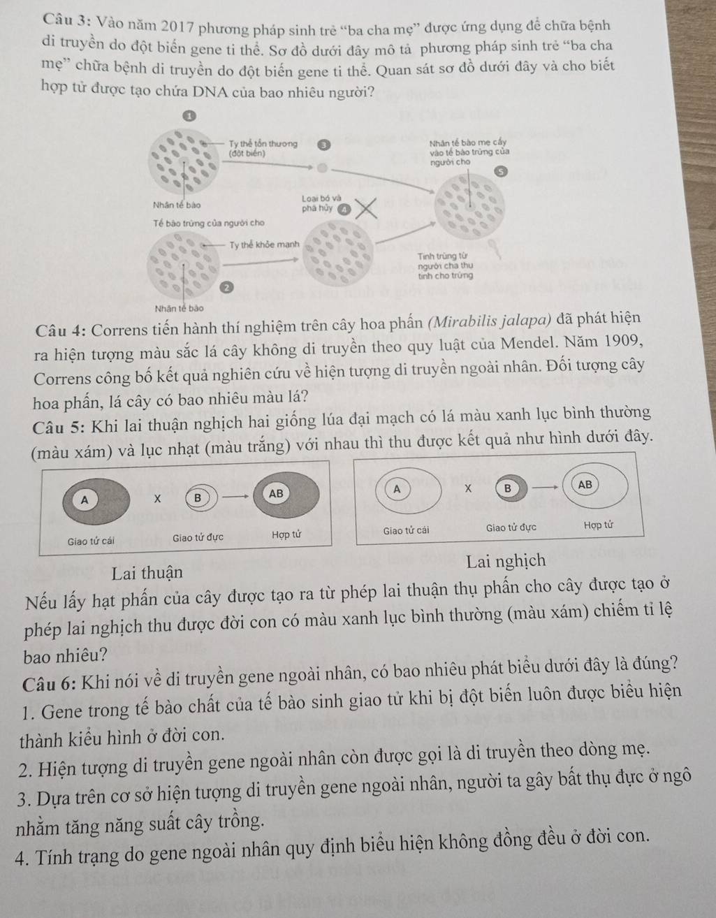 Vào năm 2017 phương pháp sinh trẻ “ba cha mẹ” được ứng dụng để chữa bệnh
di truyền do đột biển gene ti thể. Sơ đồ dưới đây mô tả phương pháp sinh trẻ “ba cha
mẹ'' chữa bệnh di truyền do đột biến gene ti thể. Quan sát sơ đồ dưới đây và cho biết
hợp tử được tạo chứa DNA của bao nhiêu người?
Câu 4: Correns tiến hành thí nghiệm trên cây hoa phấn (Mirabilis jalapa) đã phát hiện
ra hiện tượng màu sắc lá cây không di truyền theo quy luật của Mendel. Năm 1909,
Correns công bố kết quả nghiên cứu về hiện tượng di truyền ngoài nhân. Đối tượng cây
hoa phẩn, lá cây có bao nhiêu màu lá?
Câu 5: Khi lai thuận nghịch hai giống lúa đại mạch có lá màu xanh lục bình thường
(màu xám) và lục nhạt (màu trắng) với nhau thì thu được kết quả như hình dưới đây.
Lai nghịch
Lai thuận
Nếu lấy hạt phấn của cây được tạo ra từ phép lai thuận thụ phẩn cho cây được tạo ở
phép lai nghịch thu được đời con có màu xanh lục bình thường (màu xám) chiếm tỉ lệ
bao nhiêu?
Câu 6: Khi nói về di truyền gene ngoài nhân, có bao nhiêu phát biểu dưới đây là đúng?
1. Gene trong tế bào chất của tế bào sinh giao tử khi bị đột biến luôn được biểu hiện
thành kiểu hình ở đời con.
2. Hiện tượng di truyền gene ngoài nhân còn được gọi là di truyền theo dòng mẹ.
3. Dựa trên cơ sở hiện tượng di truyền gene ngoài nhân, người ta gây bất thụ đực ở ngô
nhằm tăng năng suất cây trồng.
4. Tính trạng do gene ngoài nhân quy định biểu hiện không đồng đều ở đời con.