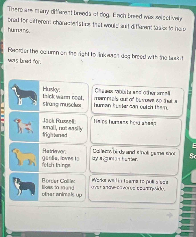 There are many different breeds of dog. Each breed was selectively 
bred for different characteristics that would suit different tasks to help 
humans. 
Reorder the column on the right to link each dog breed with the task it 
was bred for. 
Husky: Chases rabbits and other small 
thick warm coat, mammals out of burrows so that a 
strong muscles human hunter can catch them. 
Jack Russell: Helps humans herd sheep. 
small, not easily 
frightened 
Retriever: Collects birds and small game shot 
gentle, loves to by a uman hunter. 
fetch things 
Border Collie: Works well in teams to pull sleds 
likes to round over snow-covered countryside. 
other animals up