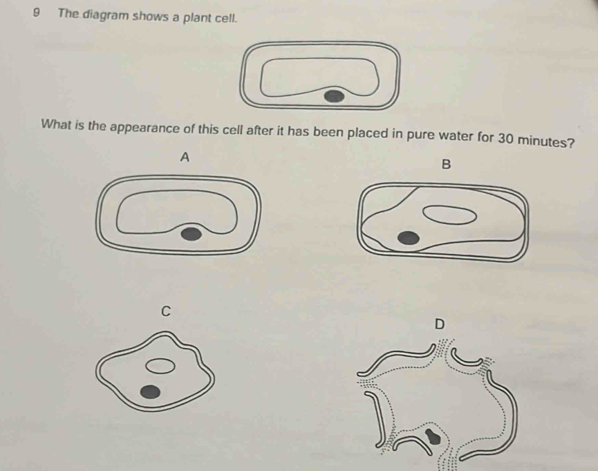 Solved: The diagram shows a plant cell. What is the appearance of this ...