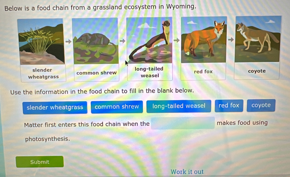 Below is a food chain from a grassland ecosystem in Wyoming.
slender common shrew long-tailed red fox coyote
wheatgrass weasel
Use the information in the food chain to fill in the blank below.
slender wheatgrass common shrew long-tailed weasel red fox coyote
Matter first enters this food chain when the makes food using
photosynthesis.
Submit
Work it out