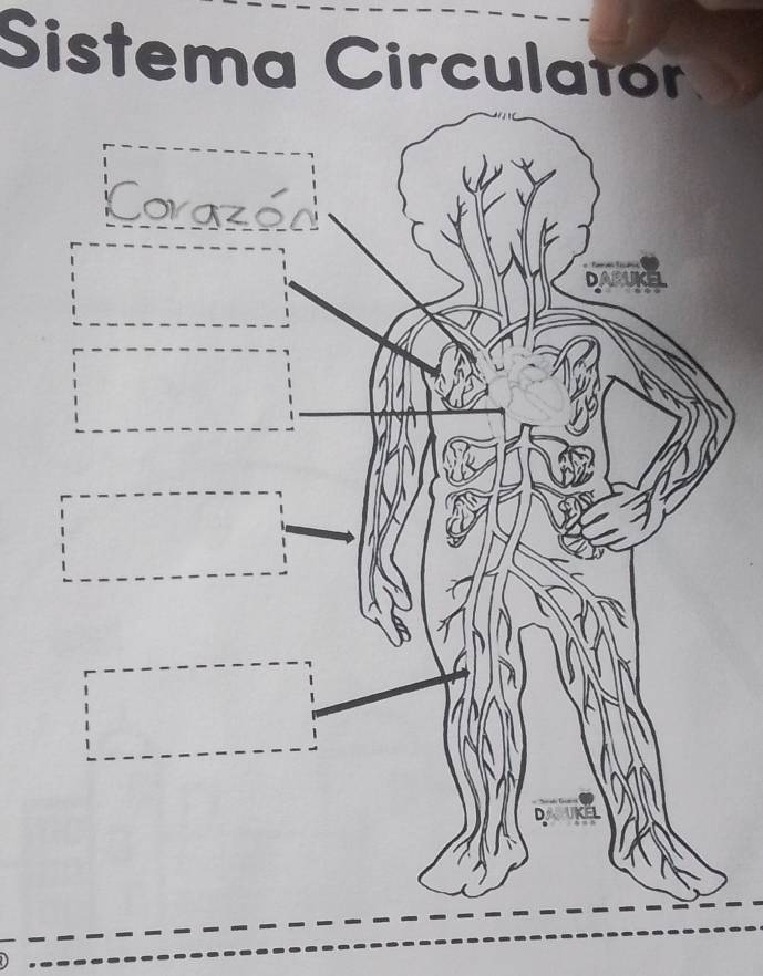 Sistema Circulatór