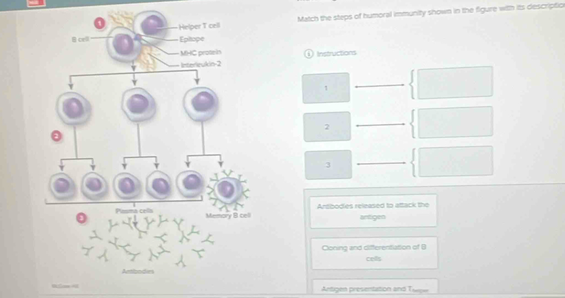 Match the steps of humoral immunity shown in the figure with its descriptio 
Instructions 
1 
2 
3 
Antbodies released to attack the 
antigen 
Cloning and differentiation of B 
cells 
Antigen presentation and Torp