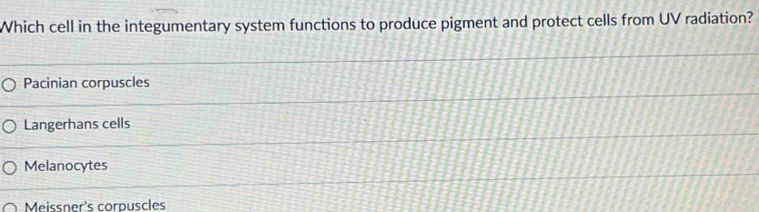 Which cell in the integumentary system functions to produce pigment and protect cells from UV radiation?
Pacinian corpuscles
Langerhans cells
Melanocytes
Meissner's corpuscles