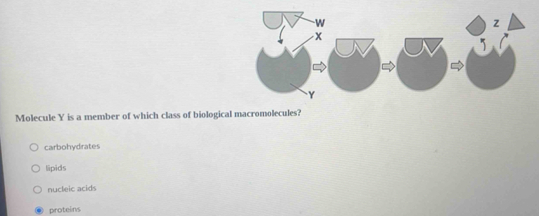 Molecule Y is a member of which class of biological macromolecules?
carbohydrates
lipids
nucleic acids
proteins