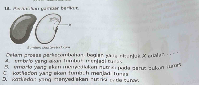 Perhatikan gambar berikut.
Sumber: shutterstock.com
Dalam proses perkecambahan, bagian yang ditunjuk X adalah . . . .
A. embrio yang akan tumbuh menjadi tunas
B. embrio yang akan menyediakan nutrisi pada perut bukan tunas
C. kotiledon yang akan tumbuh menjadi tunas
D. kotiledon yang menyediakan nutrisi pada tunas