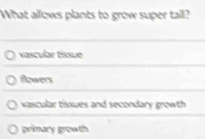 What allows plants to grow super tall?
vascular tissue
Bowers
vascular tissues and secondary growth
primary growth