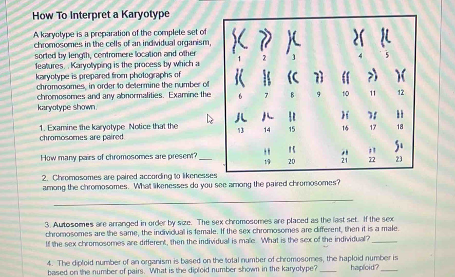 Solved: How To Interpret a Karyotype A karyotype is a preparation of ...