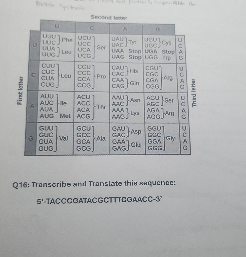 Transcribe and Translate this sequence: 
5' -TACCCGATACGCTTTCGAACC-3'