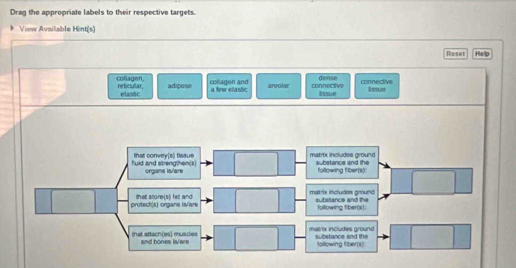 Drag the appropriate labels to their respective targets.
View Available Hint(s)
Reser Help
collagen, collagen and areolar connective dense connective
reticular adipose a few elastic lissue
elastic Essue