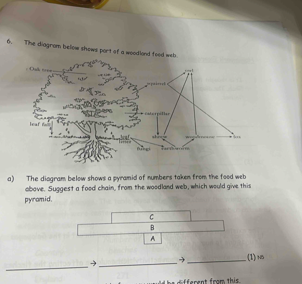 Solved: The diagram below shows part of a woodland food web. a) The ...