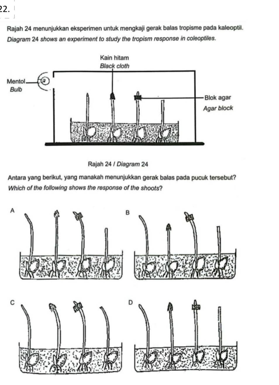 Rajah 24 menunjukkan eksperimen untuk mengkaji gerak balas tropisme pada kaleoptil.
Diagram 24 shows an experiment to study the tropism response in coleoptiles.
Rajah 24 / Diagram 24
Antara yang berikut, yang manakah menunjukkan gerak balas pada pucuk tersebut?
Which of the following shows the response of the shoots?
A