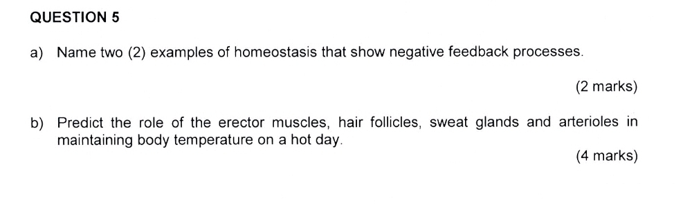 Name two (2) examples of homeostasis that show negative feedback processes. 
(2 marks) 
b) Predict the role of the erector muscles, hair follicles, sweat glands and arterioles in 
maintaining body temperature on a hot day. 
(4 marks)