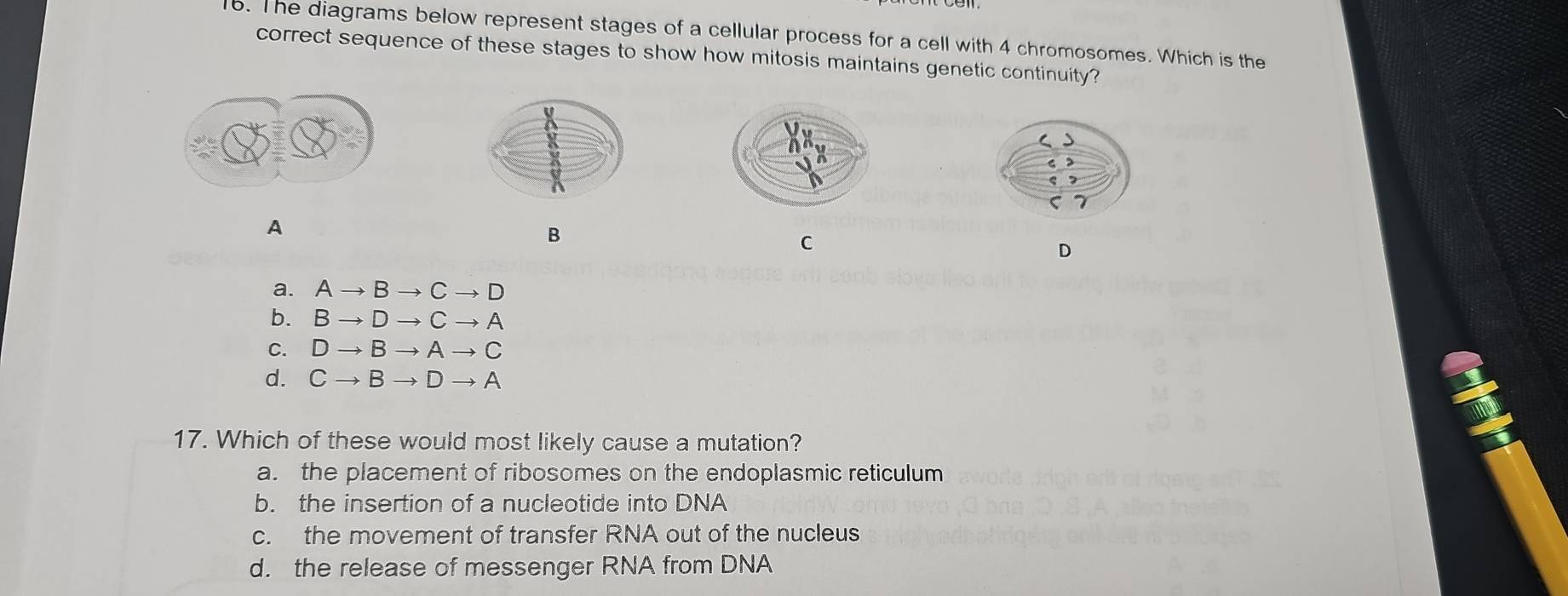 The diagrams below represent stages of a cellular process for a cell with 4 chromosomes. Which is the
correct sequence of these stages to show how mitosis maintains genetic continuity?
A
B
C
D
a. Ato Bto Cto D
b. Bto Dto Cto A
C. Dto Bto Ato C
d. Cto Bto Dto A
17. Which of these would most likely cause a mutation?
a. the placement of ribosomes on the endoplasmic reticulum
b. the insertion of a nucleotide into DNA
c. the movement of transfer RNA out of the nucleus
d. the release of messenger RNA from DNA