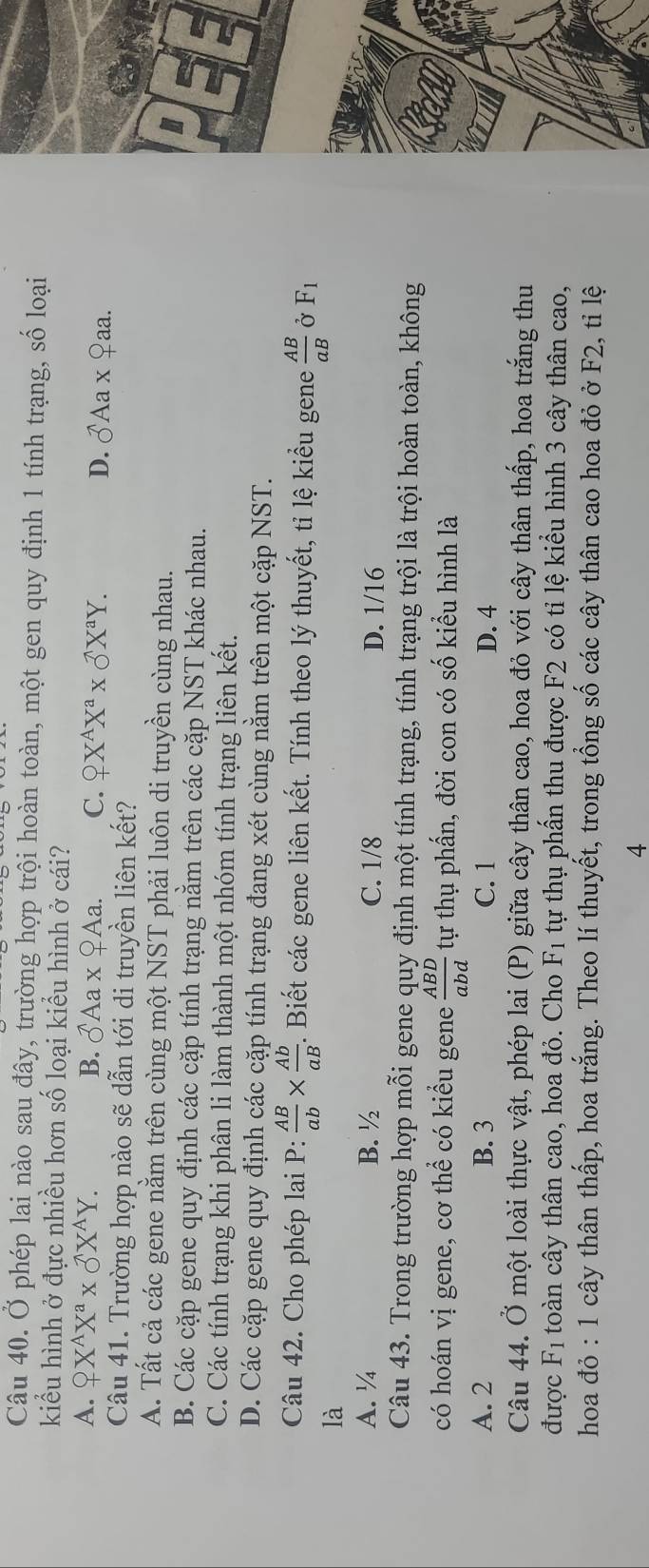 Ở phép lai nào sau đây, trường hợp trội hoàn toàn, một gen quy định 1 tính trạng, số loại
kiểu hình ở đực nhiều hơn số loại kiểu hình ở cái?
A. QX^AX^a* delta X^AY.
B. delta Aax_ 9Aa. C. QX^AX^a* _O^((wedge)X^a)Y.
D. widehat OAa* _ O aa.
Câu 41. Trường hợp nào sẽ dẫn tới di truyền liên kết?
A. Tất cả các gene nằm trên cùng một NST phải luôn di truyền cùng nhau.
B. Các cặp gene quy định các cặp tính trạng nằm trên các cặp NST khác nhau.
C. Các tính trạng khi phân li làm thành một nhóm tính trạng liên kết.
D. Các cặp gene quy định các cặp tính trạng đang xét cùng nằm trên một cặp NST.
Câu 42. Cho phép lai P:  AB/ab *  Ab/aB  -. Biết các gene liên kết. Tính theo lý thuyết, tỉ lệ kiểu gene  AB/aB  Ở F_1
là
A. ¼ B.½ C. 1/8 D. 1/16
Câu 43. Trong trường hợp mỗi gene quy định một tính trạng, tính trạng trội là trội hoàn toàn, không
có hoán vị gene, cơ thể có kiểu gene  ABD/abd  tự thụ phấn, đời con có số kiểu hình là
A. 2 B. 3 C. 1 D. 4
Câu 44. Ở một loài thực vật, phép lai (P) giữa cây thân cao, hoa đỏ với cây thân thấp, hoa trắng thu
được F_1 toàn cây thân cao, hoa đỏ. Cho F_1 tự thụ phần thu được F2 có tỉ lệ kiểu hình 3 cây thân cao,
hoa đỏ : 1 cây thân thấp, hoa trắng. Theo lí thuyết, trong tổng số các cây thân cao hoa đỏ ở F2, tỉ lệ
4