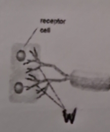 receptor 
cell