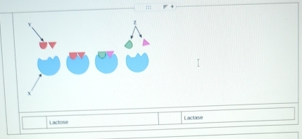 1: +
Lactose Lactase