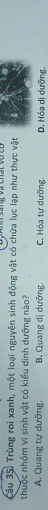 Anh sang và chất vô cổ
Câu 35. Trùng roi xanh, một loại nguyên sinh động vật có chứa lục lạp như thực vật
thuộc nhóm vi sinh vật có kiểu dinh dưỡng nào?
A. Quang tự dưỡng. B. Quang dị dưỡng. C. Hóa tự dưỡng. D. Hóa dị dưỡng.