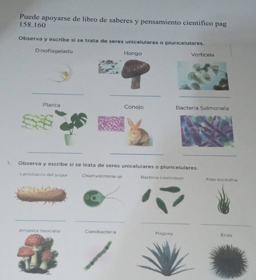 Puede apoyarse de libro de saberes y pensamiento cientifico pag
158.160
Observa y escribe si se trata de seres unicelulares o plurıcelulares. 
Dinoflagelado Hongo Vorticela 
_ 
_ 
_ 
Planta Conejo Bacteria Salmonela 
_ 
_ 
_ 
. Observa y escribe si se trata de seres unicelulares o pluricelulares. 
Lactobacilo del yogur Chlamydomona sp Bacteria ciostridium Alga espirulina 
_ 
_ 
_ 
Amanita muscaria Maguey Erizo