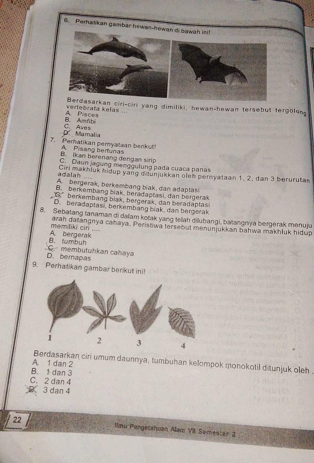 Perhatikan gambar hewan-hew
iri-ciri yang dimiliki, hewan-hewan tersebut tergolong
vertebrata kelas ...
A. Pisces
B. Amfibi
C. Aves
D. Mamalia
7. Perhatikan pernyataan berikut!
A Pisang bertunas
B. Ikan berenang dengan sirip
C. Daun jagung menggulung pada cuaca panas
Ciri makhluk hidup yang ditunjukkan oleh pernyataan 1, 2, dan 3 berurutan
adalah ....
A. bergerak, berkembang biak, dan adaptasi
B. berkembang biak, beradaptasi, dan bergerak
berkembang biak, bergerak, dan beradaptasi
D. beradaptasi, berkembang biak, dan bergerak
8. Sebatang tanaman di dalam kotak yang telah dilubangi, batangnya bergerak menuju
arah datangnya cahaya. Peristiwa tersebut menunjukkan bahwa makhluk hidup
memiliki ciri ....
A. bergerak
B. tumbuh
C. membutuhkan cahaya
D. bernapas
9. Perhatikan gambar berikut ini!
Berdasarkan ciri umum daunnya, tumbuhan kelompok monokotil ditunjuk oleh .
A. 1 dan 2
B. 1 dan 3
C. 2 dan 4
D 3 dan 4
22
Ilmu Pengetahuan Alam VII Semester 2