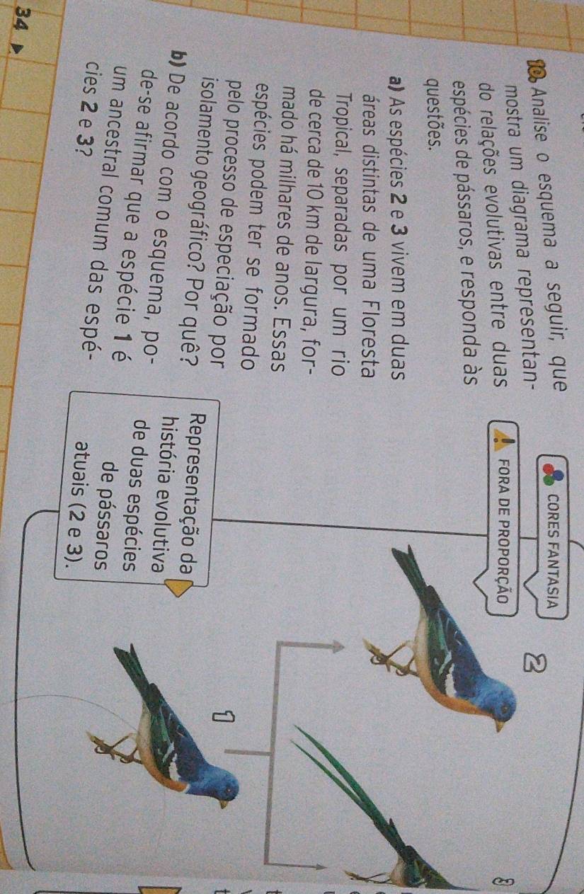 Analise o esquema a seguir, que 
mostra um diagrama representan- 
do relações evolutivas entre duas 

espécies de pássaros, e responda às 
questões. 
a) As espécies 2 e 3 vivem em duas 
áreas distintas de uma Floresta 
Tropical, separadas por um rio 
de cerca de 10 km de largura, for- 
mado há milhares de anos. Essas 
espécies podem ter se formado 
pelo processo de especiação por 
isolamento geográfico? Por quê? 
b) De acordo com o esquema, po- 
de-se afirmar que a espécie 1 é 
um ancestral comum das espé- 
cies 2 e 3? 
34