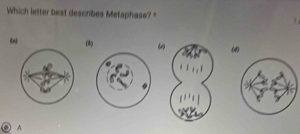 Which letter best describes Metaphase? 
(m) (b)
(e)
A