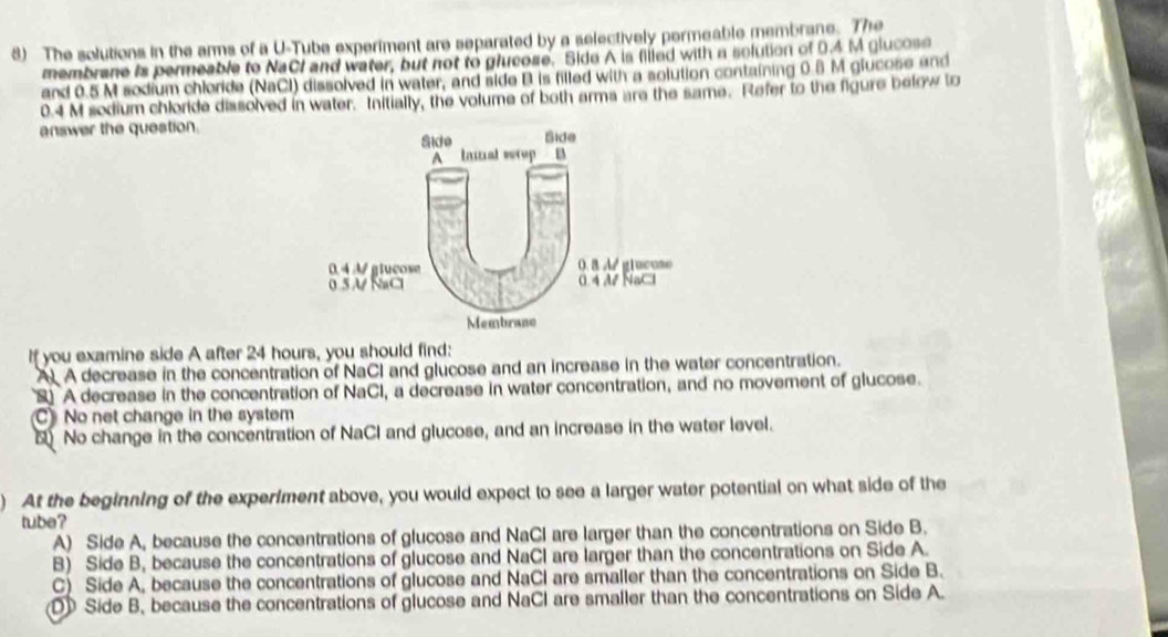 The solutions in the arms of a U-Tube experiment are separated by a selectively permeable membrane. The
membrane is permeable to NaCI and water, but not to glucose. Side A is filled with a solution of 0.4 M glucose
and 0.5 M sodium chloride (NaCl) dissolved in water, and side B is filled with a solution containing 0.6 M glucose and
0.4 M sodium chloride dissolved in water. Initially, the volume of both arms are the same. Refer to the figure below to
answer the question.
If you examine side A after 24 hours, you should find:
A A decrease in the concentration of NaCI and glucose and an increase in the water concentration.
S A decrease in the concentration of NaCI, a decrease in water concentration, and no movement of glucose.
C) No net change in the system
No change in the concentration of NaCI and glucose, and an increase in the water level.
) At the beginning of the experiment above, you would expect to see a larger water potential on what side of the
tube?
A) Side A, because the concentrations of glucose and NaCl are larger than the concentrations on Side B.
B) Side B, because the concentrations of glucose and NaCl are larger than the concentrations on Side A.
C) Side A, because the concentrations of glucose and NaCl are smaller than the concentrations on Side B.
(D Side B, because the concentrations of glucose and NaCl are smaller than the concentrations on Side A.