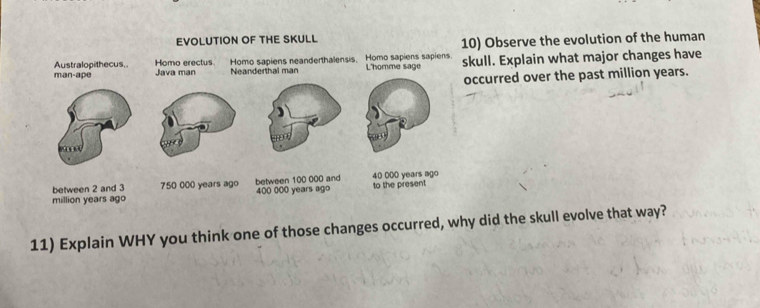 EVOLUTION OF THE SKULL 
10) Observe the evolution of the human 
Australopithecus,. Homo erectus. Homo sapiens neanderthalensis, Homo sapiens sapiens. 
Java man Neanderthal man L'homme sage skull. Explain what major changes have 
occurred over the past million years. 
11) Explain WHY you think one of those changes occurred, why did the skull evolve that way?