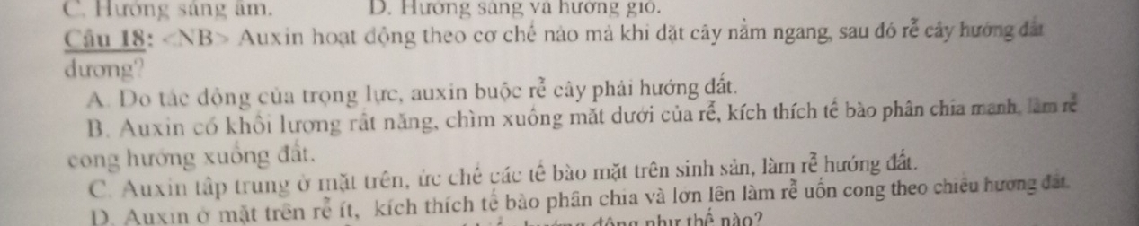 C. Hướng sáng âm. D. Hường sâng và hường gió.
Câu 18: Auxin hoạt động theo cơ chế nào mả khi đặt cây nằm ngang, sau đó rễ cây hướng đân
dương?
A. Do tác động của trọng lực, auxin buộc re^(frac 2)3 cây phải hướng đất.
B. Auxin có khổi lượng rất năng, chìm xuông mặt dưới của rể, kích thích tế bào phân chía manh, làm rễ
cong hướng xuống đất.
C. Auxin tập trung ở mặt trên, ức chế các tế bào mặt trên sinh sản, làm re^3 hướng đất
D. Auxin ở mặt trên rễ ít, kích thích tế bào phân chia và lớn lên làm rhat e uốn cong theo chiếu hương đất.