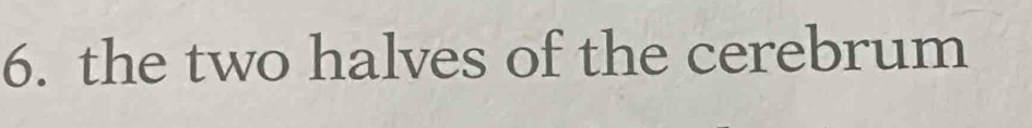 the two halves of the cerebrum