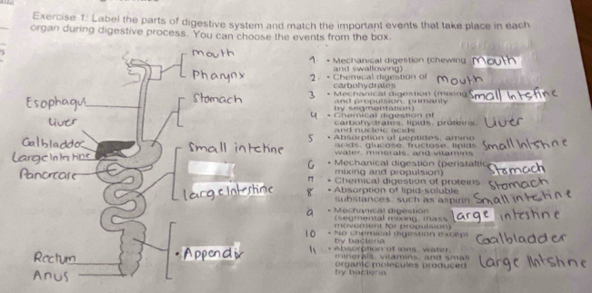 Label the parts of digestive system and match the important events that take place in each
organ during digestive process. You can choose the events from the box.
* Mechanical digestion (chewing
2 - Chemical digestion of and swallowing)
carbohydrates
* Mechanical digestion (mixing
and propulsion, primarily
- Chemical digestion of by segmentation)
and nucleic acids carbohydrates, lipids proteirs
Absorption of peptides, amino
a s , glucose, fructose, lipid
water, minerals, and vitamins
Mechanical digestion (peristaltic
mixing and propulsion)
Chemical digestion of protein
Absorption of lipid-soluble
substances, such as aspirin
* Mechanical digéstion (segmental mixing, mass
movament for propulsion)
No chemical digestion excepl
by bactera
+ Absorption of ions, water.
inerais, v itamins, and smai
by bacteria organic molecules produced