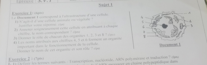 Epreuve : S. V. 1 
Sujet 1 
Exercice 1: (6pts) 
Le Document 1 correspond à l'ultrastructure d'une cellule. 
1) S'agit-il d'une cellule animale ou végétale ? 
Justifier votre réponse. (1pr) 
2) Annoter soigneusement cette cellule en attribuant à chaque 
chiffre, le nom correspondant ? (2μ) 
3) Donner le rôle de chacun des organites 1, 2, 3 et 8 ? (2ρ) 
4) Les noms attribués aux chiffres 4, 5 et 6 forment un organite 
important dans le fonctionnement de la cellule. 
Donner le nom de cet organite et son rôle Document 1 
Exercice 2 : (7pts) 
I- 1) Définir les termes suivants : Transcription, nucléotide, ARN polymérase et traduction ? ) 
O messager en chaîne polypeptidique dans