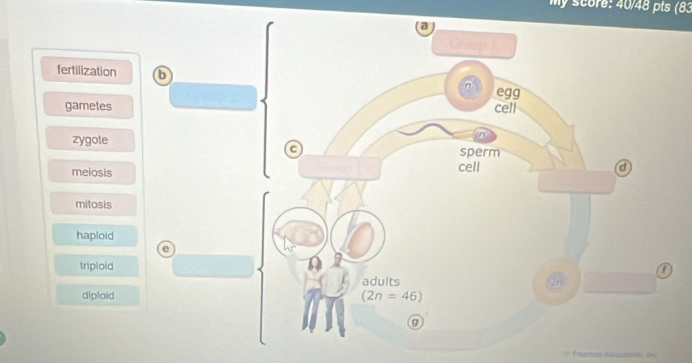 my score: 40/48 pts (83
fertilization 6
gametes
zygote
meiosis
mitosis
haploid
e
triploid
diploid
* Pearton Eécation. Îne