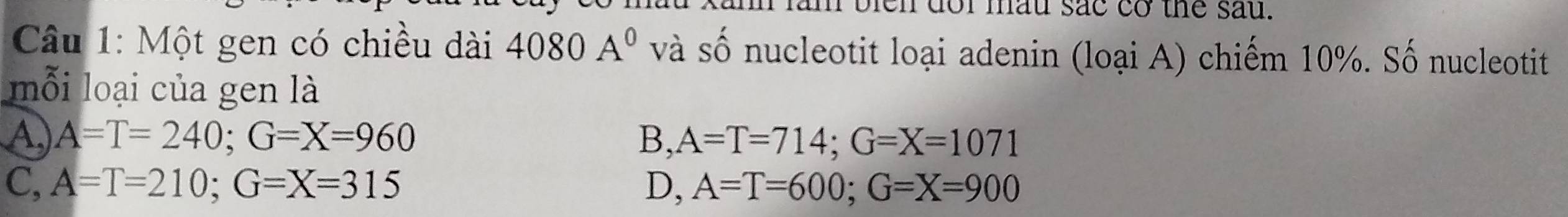 bien dor mau sac cơ the sau.
* Câu 1: Một gen có chiều dài 4080A^0 và số nucleotit loại adenin (loại A) chiếm 10%. Số nucleotit
mỗi loại của gen là
A) A=T=240; G=X=960 B, A=T=714; G=X=1071
C, A=T=210; G=X=315 D, A=T=600; G=X=900