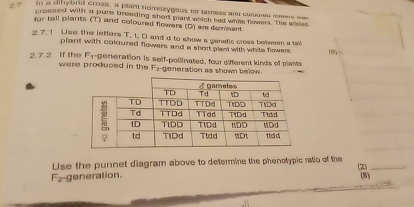 Dihybrid Crosses(Genetics) by Brainiac Teacher | TPT, image size:1324x662