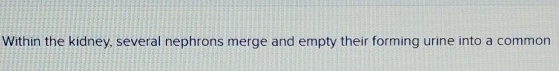 Within the kidney, several nephrons merge and empty their forming urine into a common